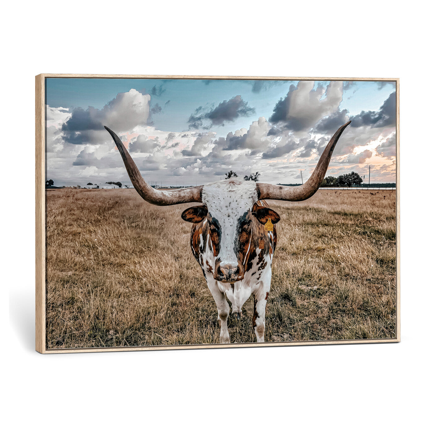 17464823-MGV-CV-36X24 - Texas Longhorn Canvas Wall Art Print - Western Cow Photography, Rustic Ranch Decor, Farmhouse Wall Art, Ready to Hang