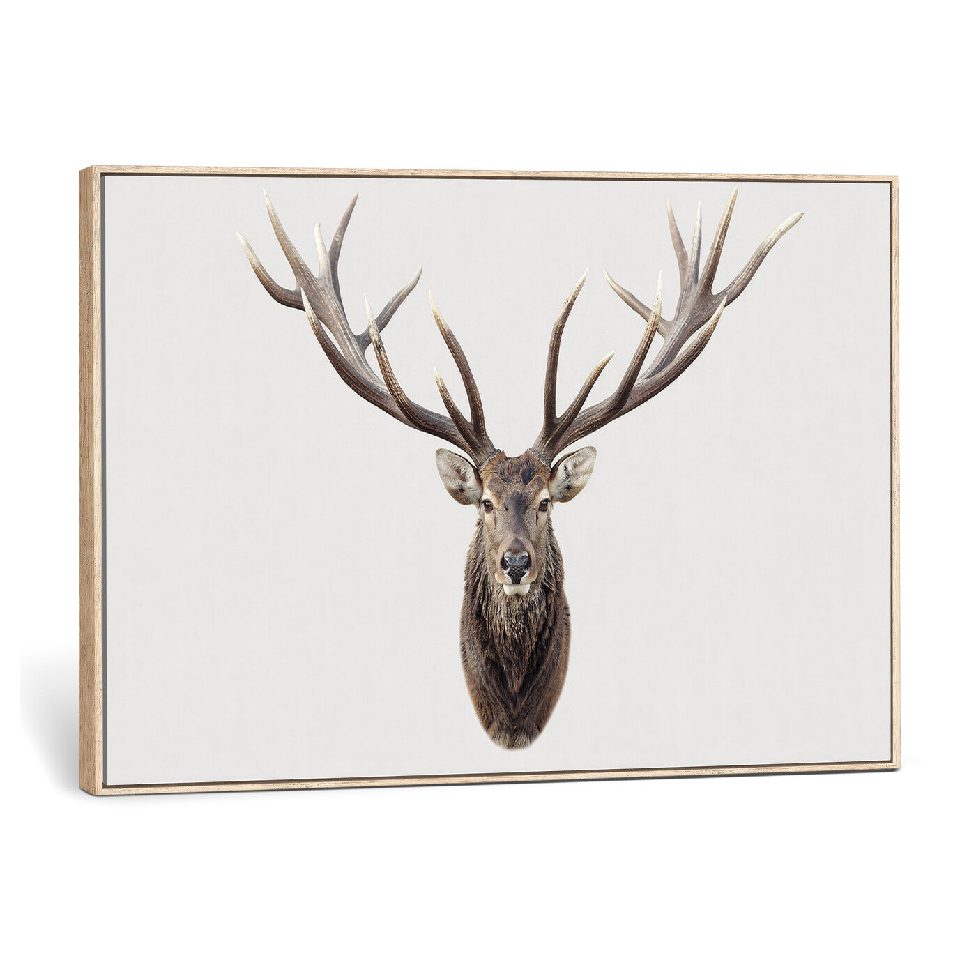 840173GY-MGV-CV-36X24 - Majestic Red Deer Canvas Wall Art – Stag Antlers Horns Print, Wildlife Hunting Poster, Rustic Cabin Lodge Decor