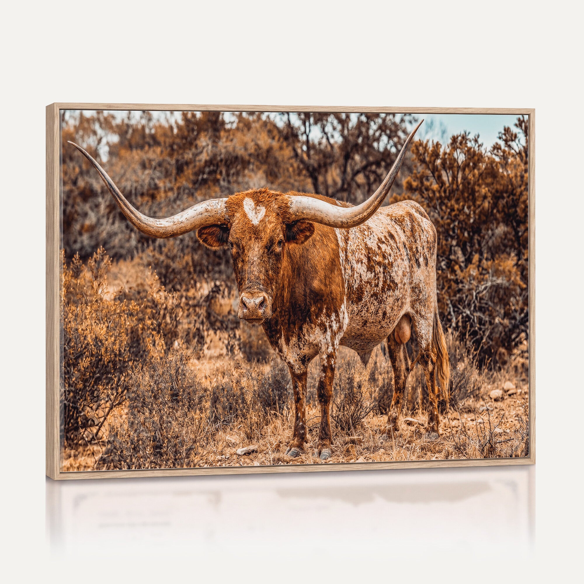 62076449-MGV-CV-36X24 - Texas Cow Bull Longhorn Print for Western Wall Art Decor for Farmhouse