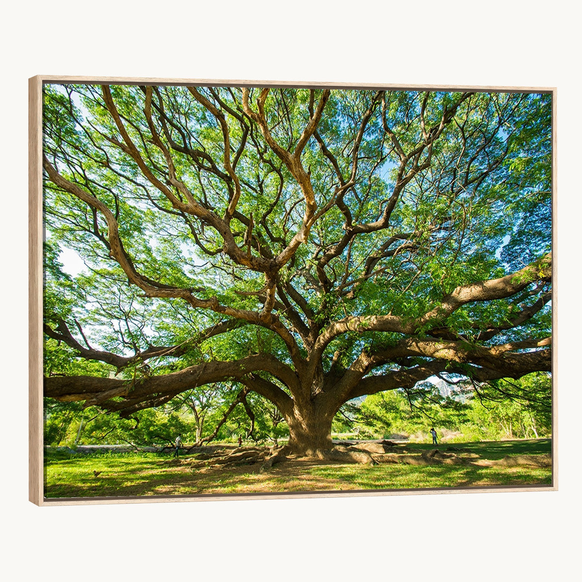 70569-MGV-CV-24X16 - Majestic Oak Tree Wall Art | Serene Nature Canvas Print with Spreading Branches