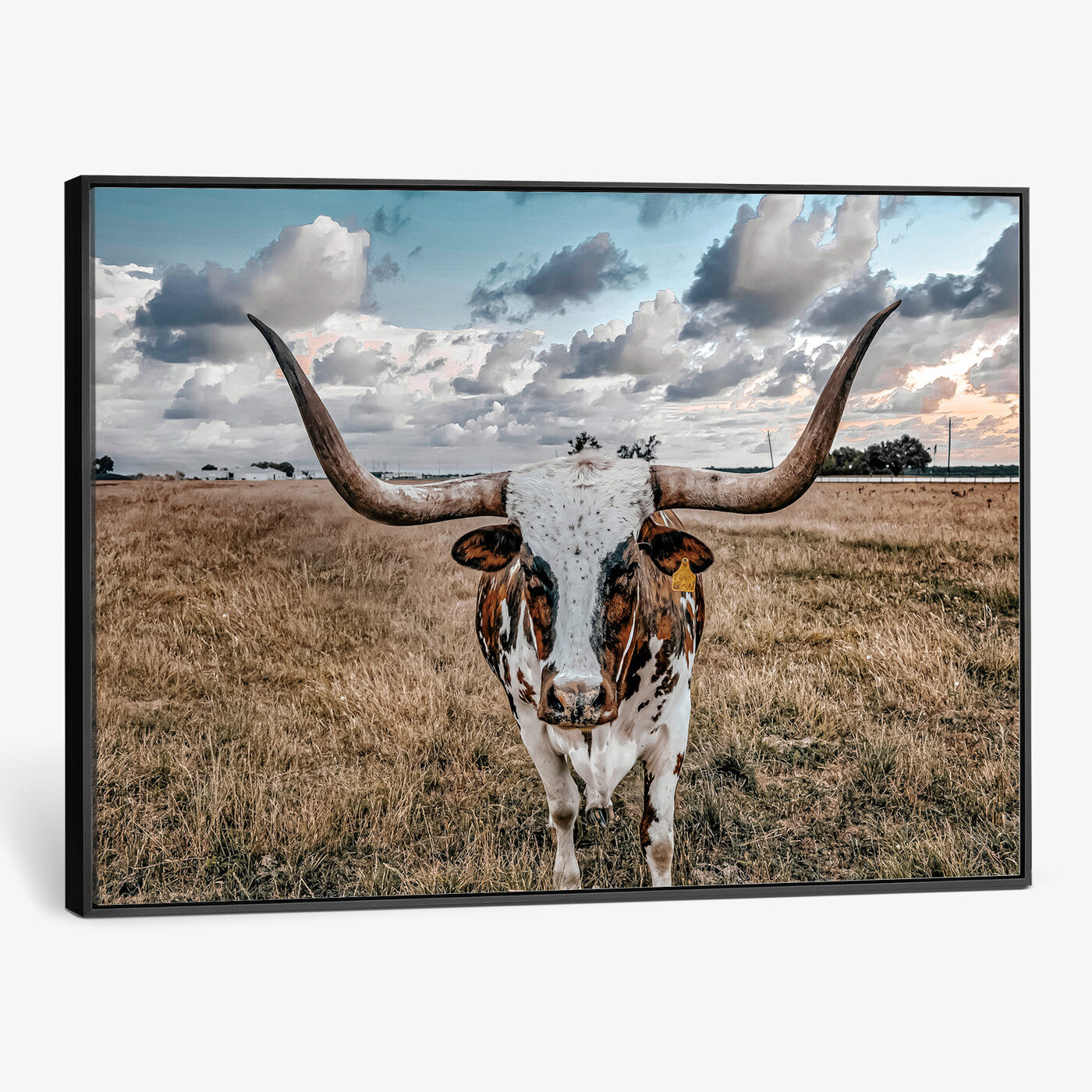 17464823-MGV-CV-36X24 - Texas Longhorn Canvas Wall Art Print - Western Cow Photography, Rustic Ranch Decor, Farmhouse Wall Art, Ready to Hang
