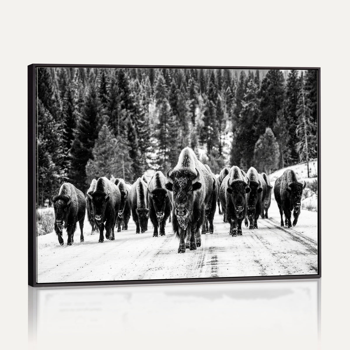 79337077-MGV-CV-36X24 - Black and White Bison Canvas Art, American Buffalo Print, Winter Wildlife Photography, Rustic Forest Wall Decor, Large Statement Nature Gift