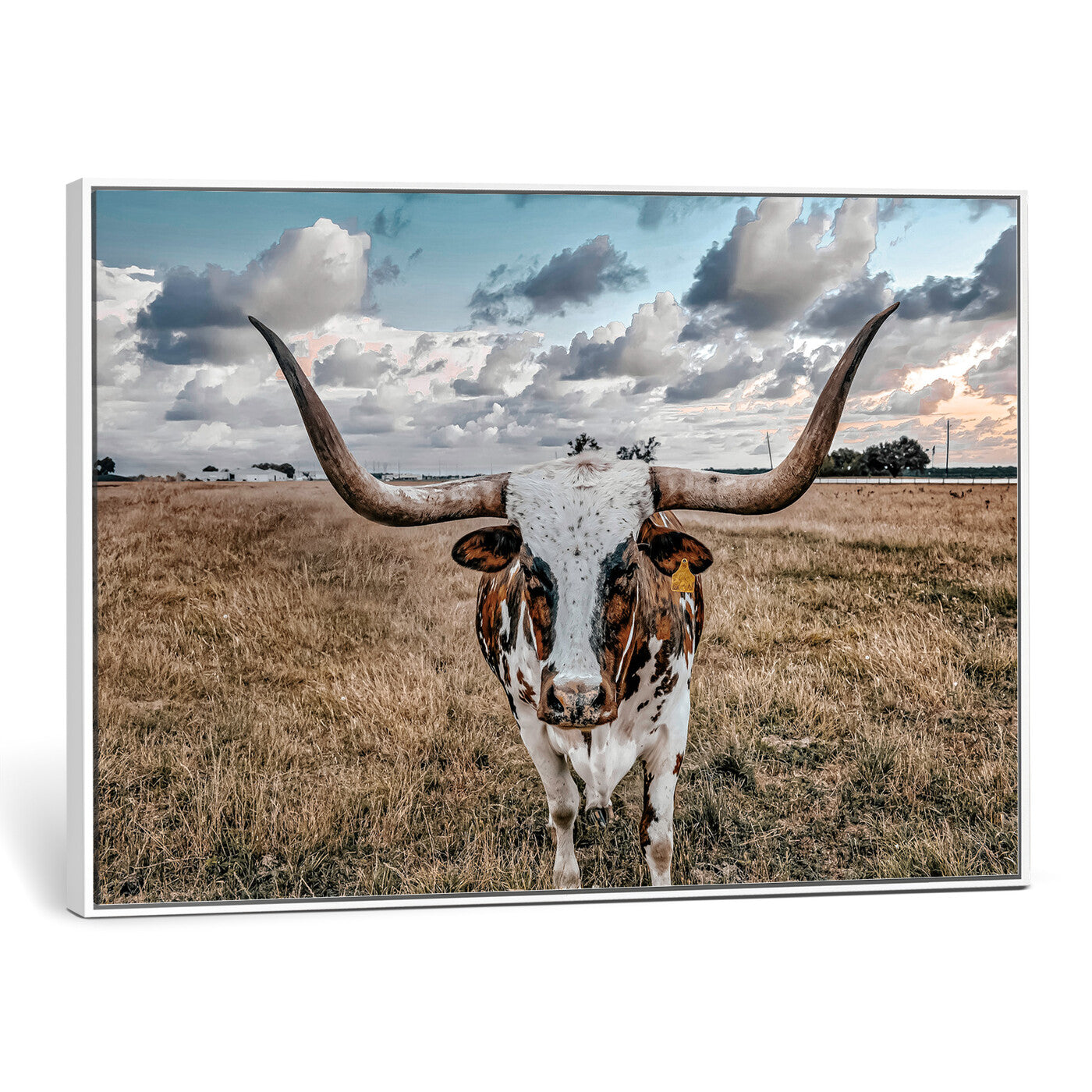 17464823-MGV-CV-36X24 - Texas Longhorn Canvas Wall Art Print - Western Cow Photography, Rustic Ranch Decor, Farmhouse Wall Art, Ready to Hang