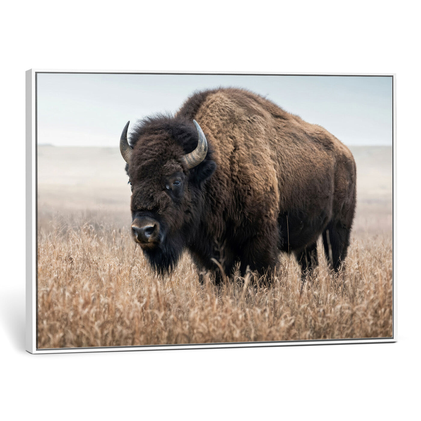 81029583-MGV-CV-36X24 - American Bison in Prairie Field Wall Art Canvas Print - Rustic Wildlife Photography