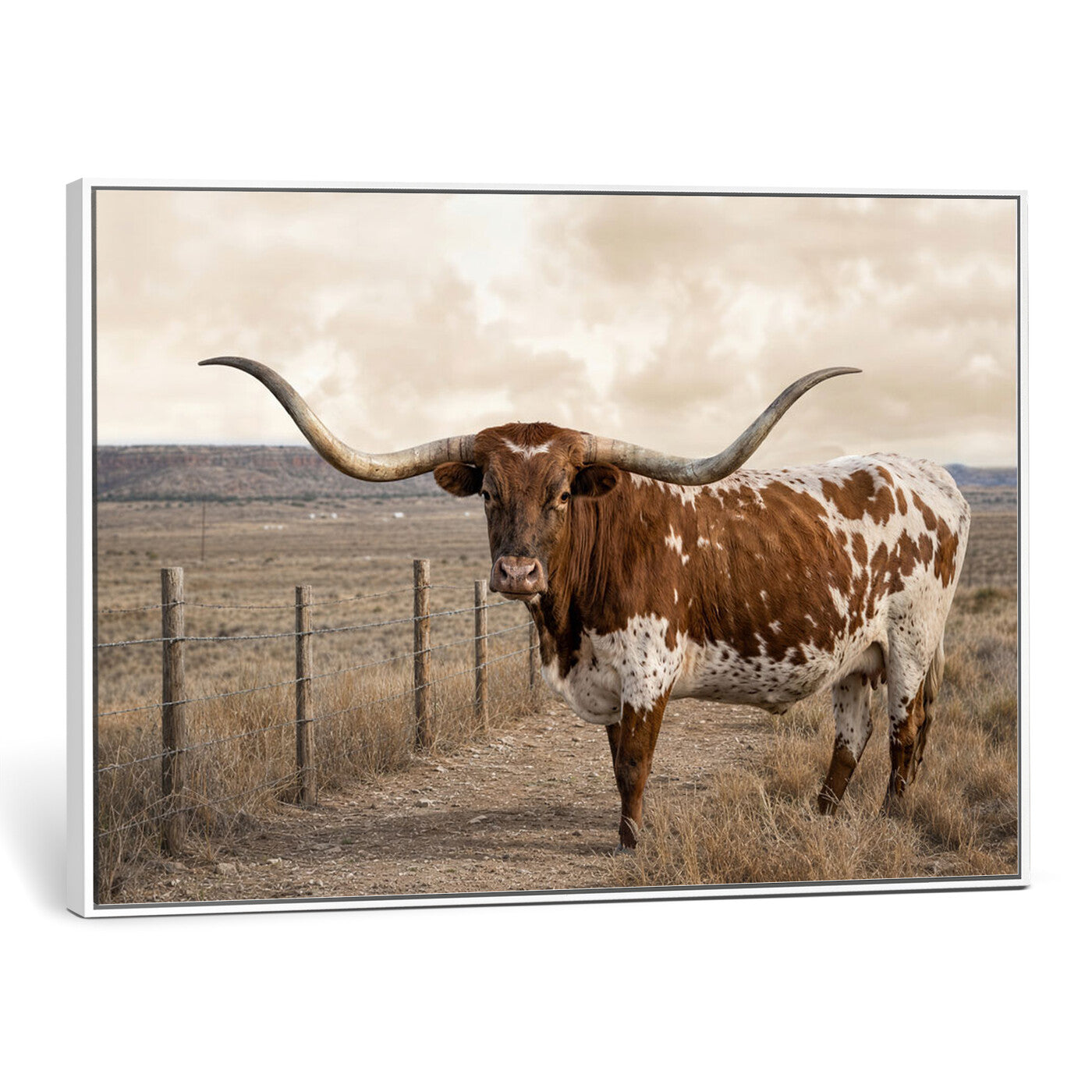 22808364-MGV-CV-36X24 - Texas Longhorn Cattle in Desert Pasture Wall Art Canvas Print - Rustic Western Decor