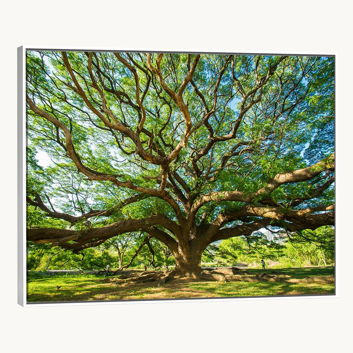 70569-MGV-CV-24X16 - Majestic Oak Tree Wall Art | Serene Nature Canvas Print with Spreading Branches
