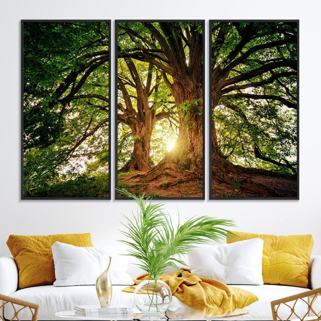 Majestic Ancient Tree Wall Art is illuminated by sunlit forest rays.