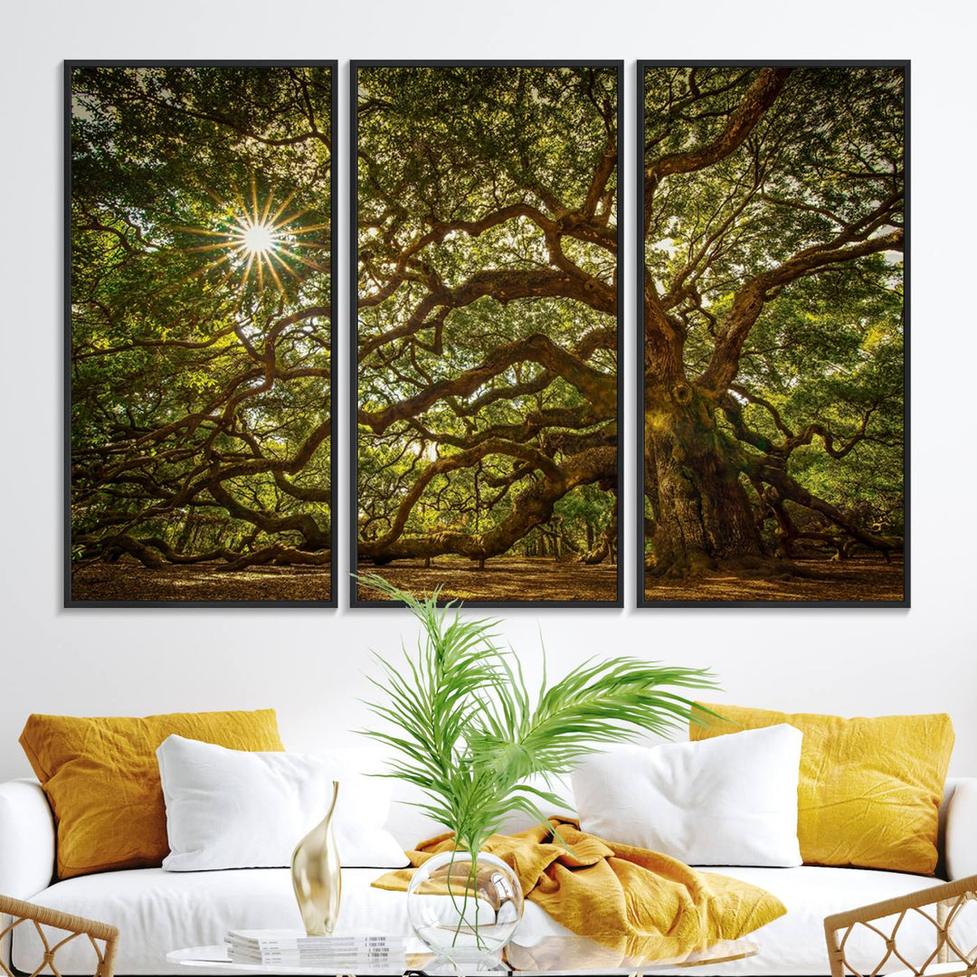 The Ancient Angel Oak Tree Art Sunburst Canvas Print, a framed triptych, serves as wall art.