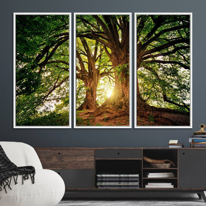 Majestic Ancient Tree Wall Art is illuminated by sunlit forest rays.