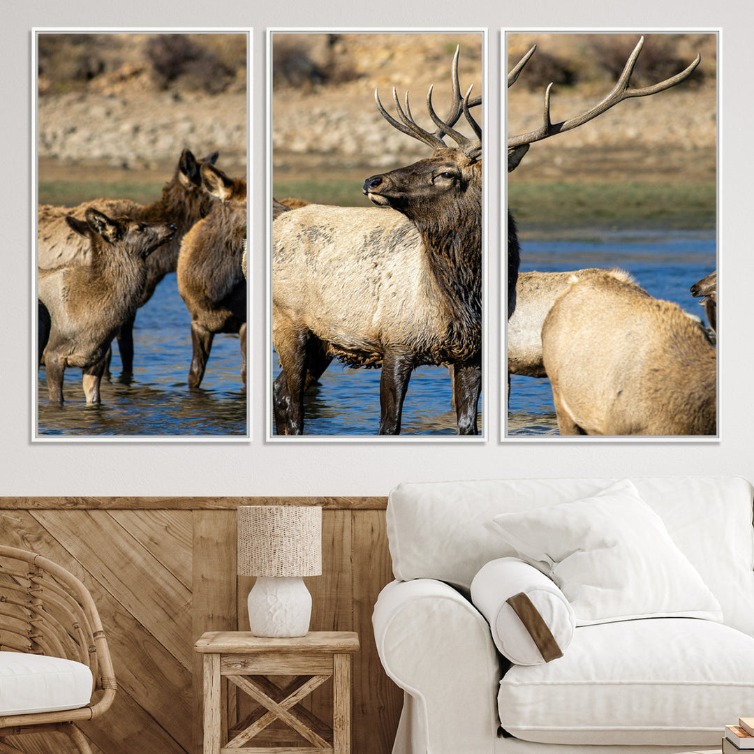 Group of elk standing in shallow water with dry rocky terrain in the background, showcasing wildlife in a natural setting for rustic decor.