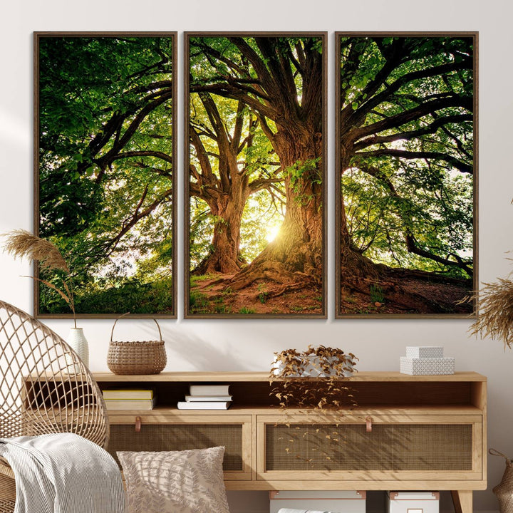 Majestic Ancient Tree Wall Art is illuminated by sunlit forest rays.