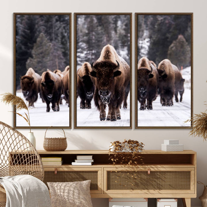 Bison Herd Canvas Wall Art.