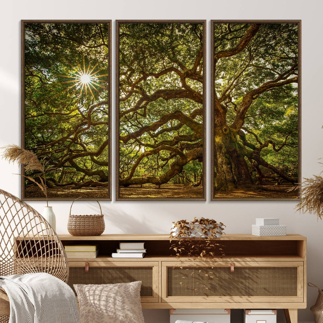 The Ancient Angel Oak Tree Art Sunburst Canvas Print, a framed triptych, serves as wall art.