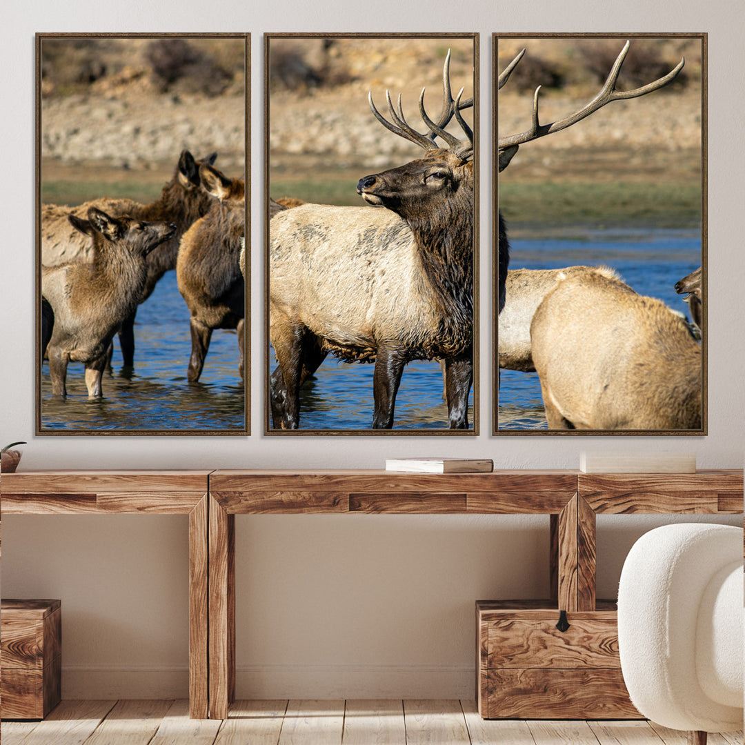 Group of elk standing in shallow water with dry rocky terrain in the background, showcasing wildlife in a natural setting for rustic decor.