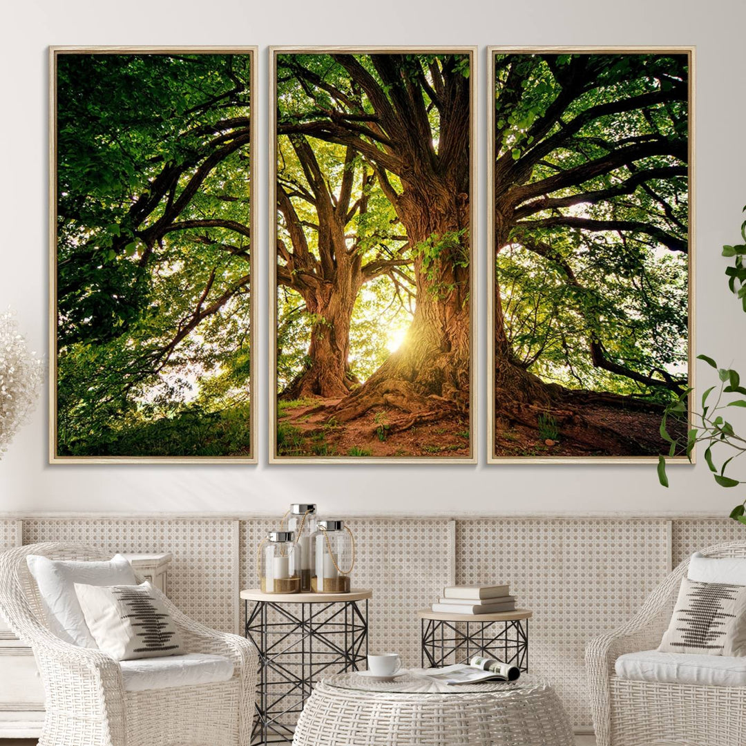 Majestic Ancient Tree Wall Art is illuminated by sunlit forest rays.