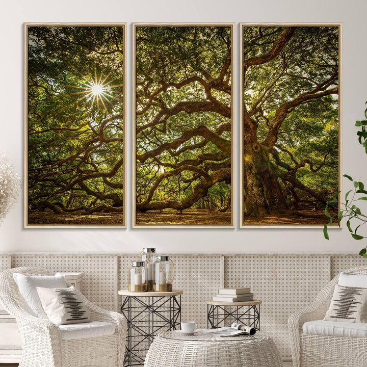 The Ancient Angel Oak Tree Art Sunburst Canvas Print, a framed triptych, serves as wall art.