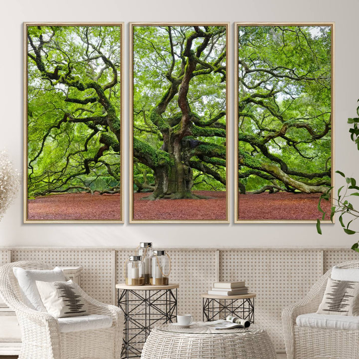 Framed Angel Oak Tree Wall Art: Large 3-panel green nature canvas, ready to hang.