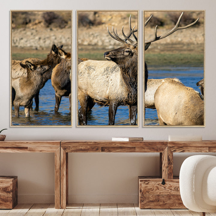 Group of elk standing in shallow water with dry rocky terrain in the background, showcasing wildlife in a natural setting for rustic decor.