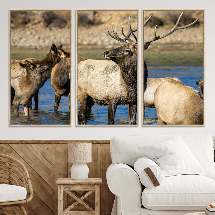Group of elk standing in shallow water with dry rocky terrain in the background, showcasing wildlife in a natural setting for rustic decor.