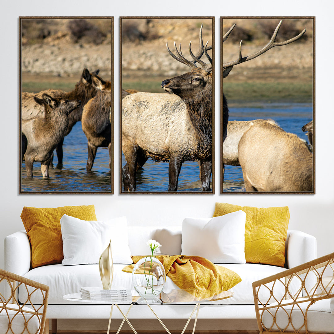 Group of elk standing in shallow water with dry rocky terrain in the background, showcasing wildlife in a natural setting for rustic decor.