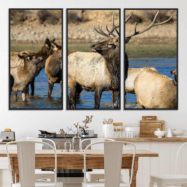 Group of elk standing in shallow water with dry rocky terrain in the background, showcasing wildlife in a natural setting for rustic decor.