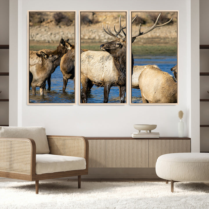 Group of elk standing in shallow water with dry rocky terrain in the background, showcasing wildlife in a natural setting for rustic decor.
