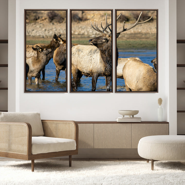Group of elk standing in shallow water with dry rocky terrain in the background, showcasing wildlife in a natural setting for rustic decor.