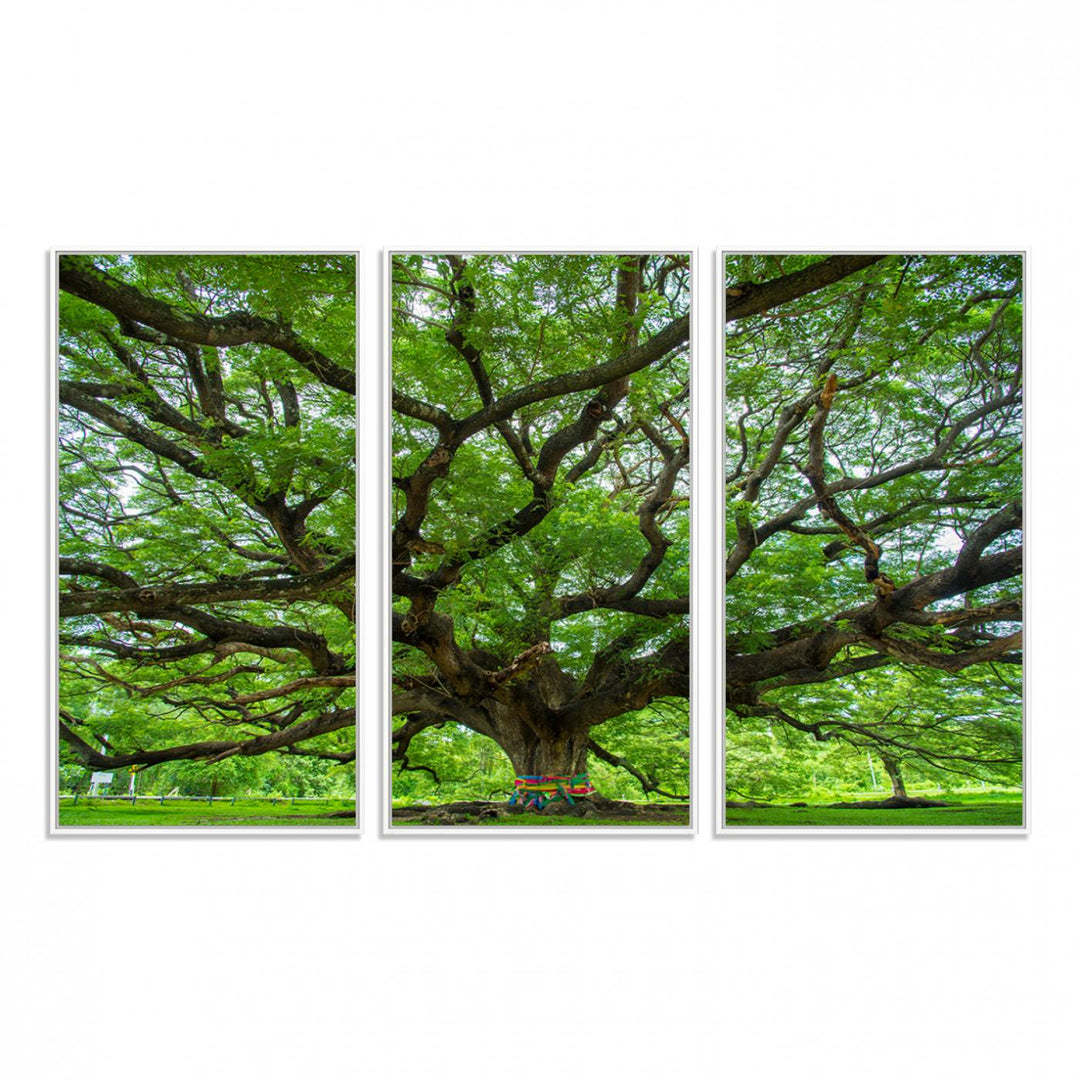 Framed Angel Oak Tree print featuring sprawling branches and ribbons against a clear sky backdrop, ideal for home or office decor.