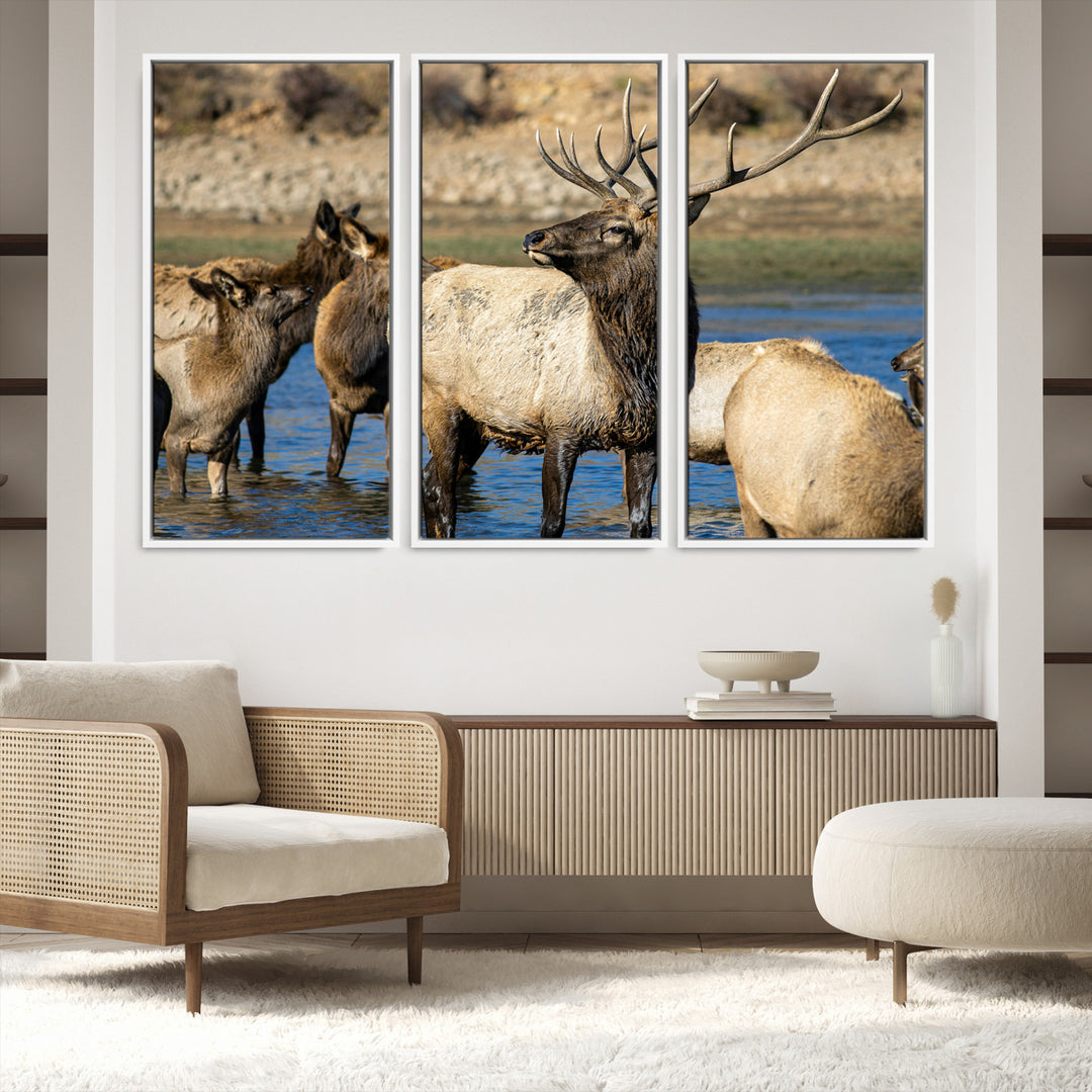 Group of elk standing in shallow water with dry rocky terrain in the background, showcasing wildlife in a natural setting for rustic decor.