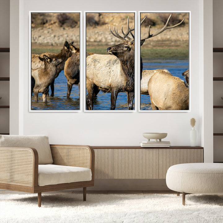 Group of elk standing in shallow water with dry rocky terrain in the background, showcasing wildlife in a natural setting for rustic decor.