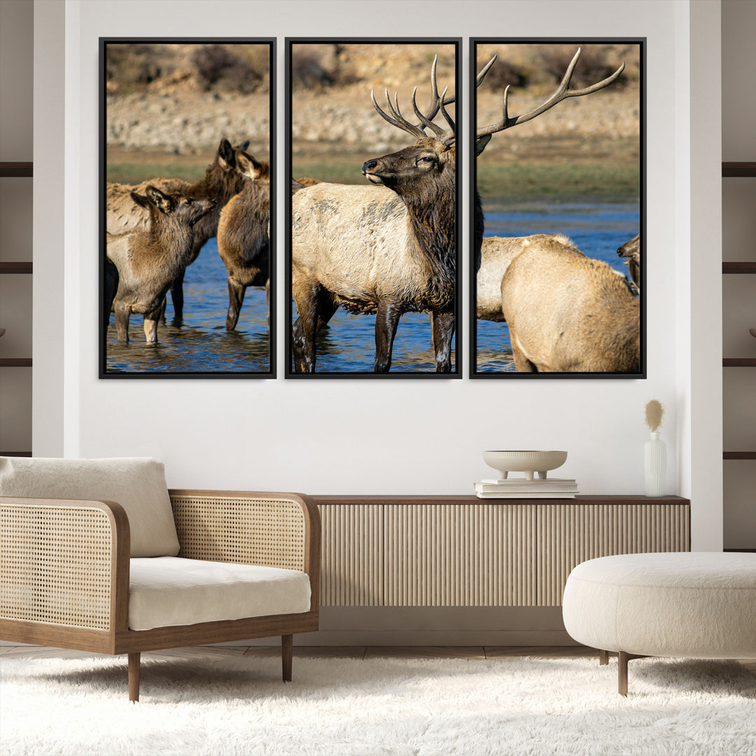 Group of elk standing in shallow water with dry rocky terrain in the background, showcasing wildlife in a natural setting for rustic decor.