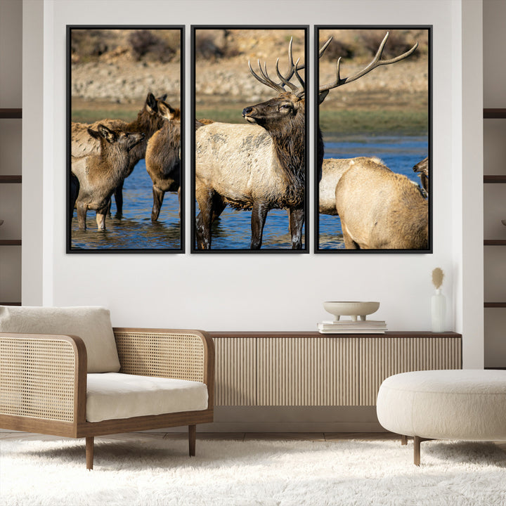 Group of elk standing in shallow water with dry rocky terrain in the background, showcasing wildlife in a natural setting for rustic decor.