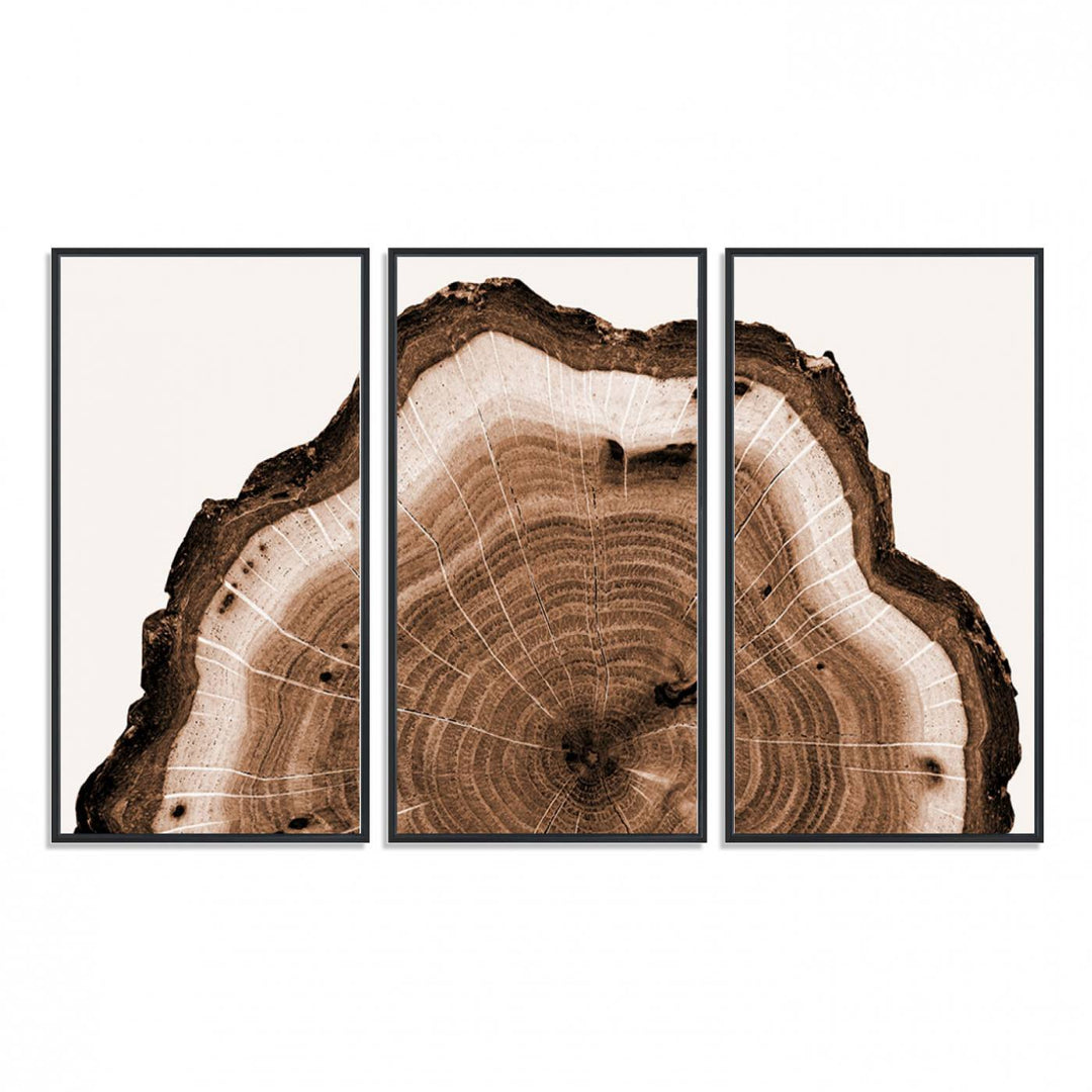 Close-up of the Rustic Wood Rings Wall Art featuring detailed tree rings and natural texture on a plain white background.