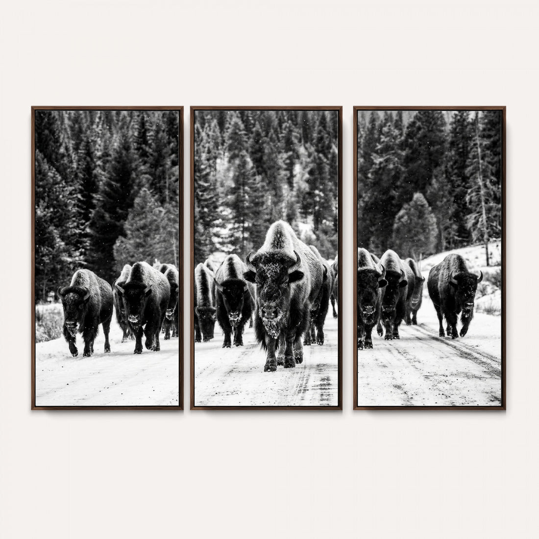 Black and White Bison Canvas Art, American Buffalo Print, Winter Wildlife Photography