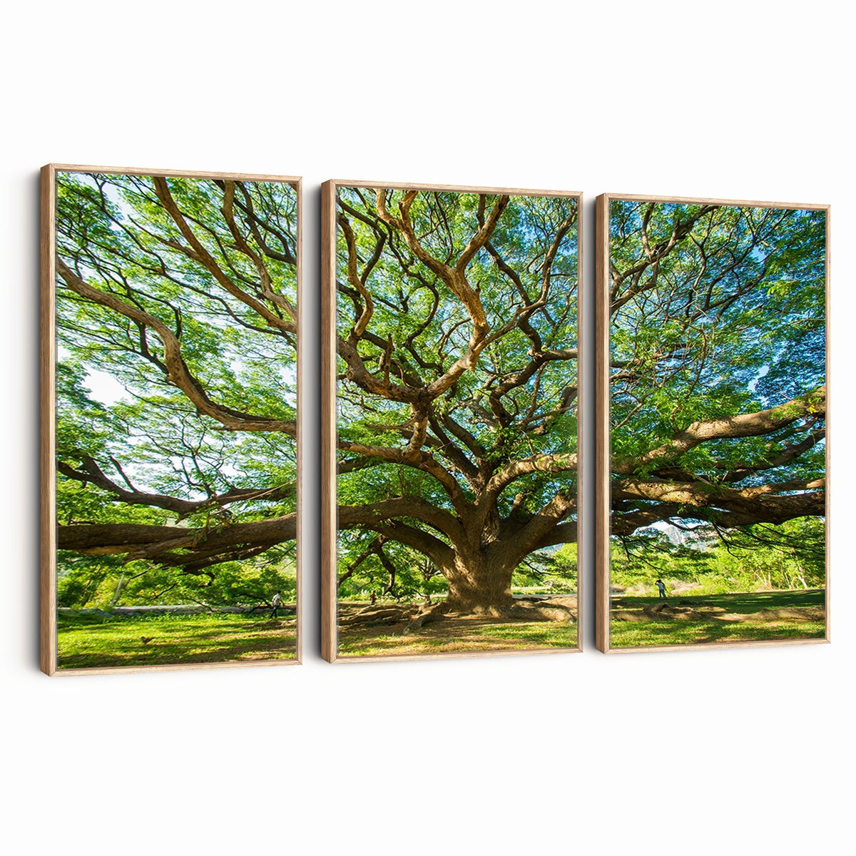 70569-MGV-CV-24X16 - Majestic Oak Tree Wall Art | Serene Nature Canvas Print with Spreading Branches