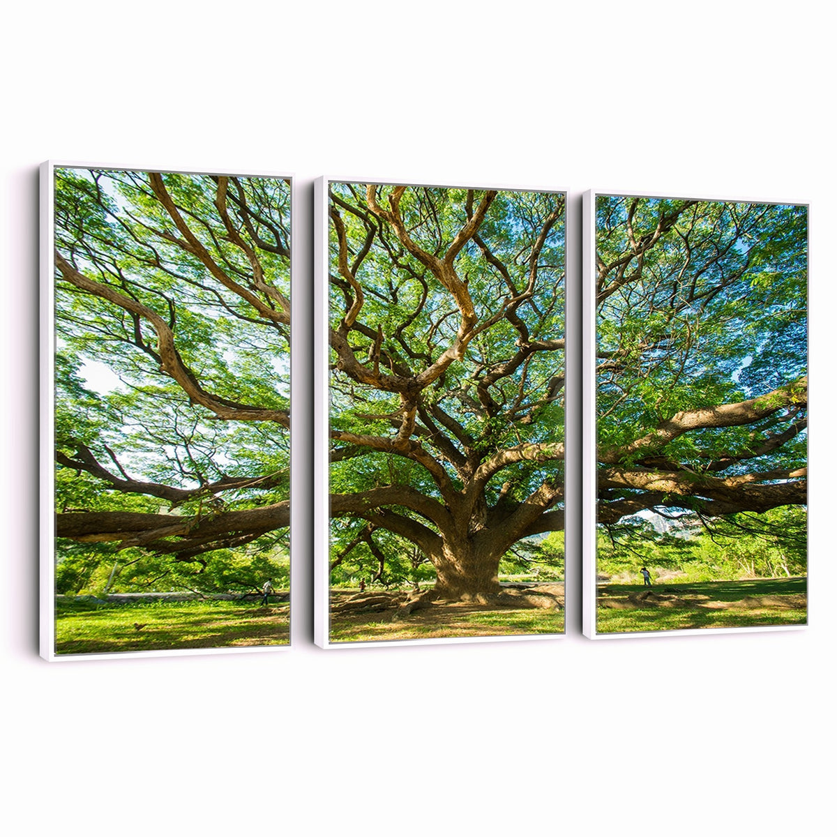70569-MGV-CV-24X16 - Majestic Oak Tree Wall Art | Serene Nature Canvas Print with Spreading Branches