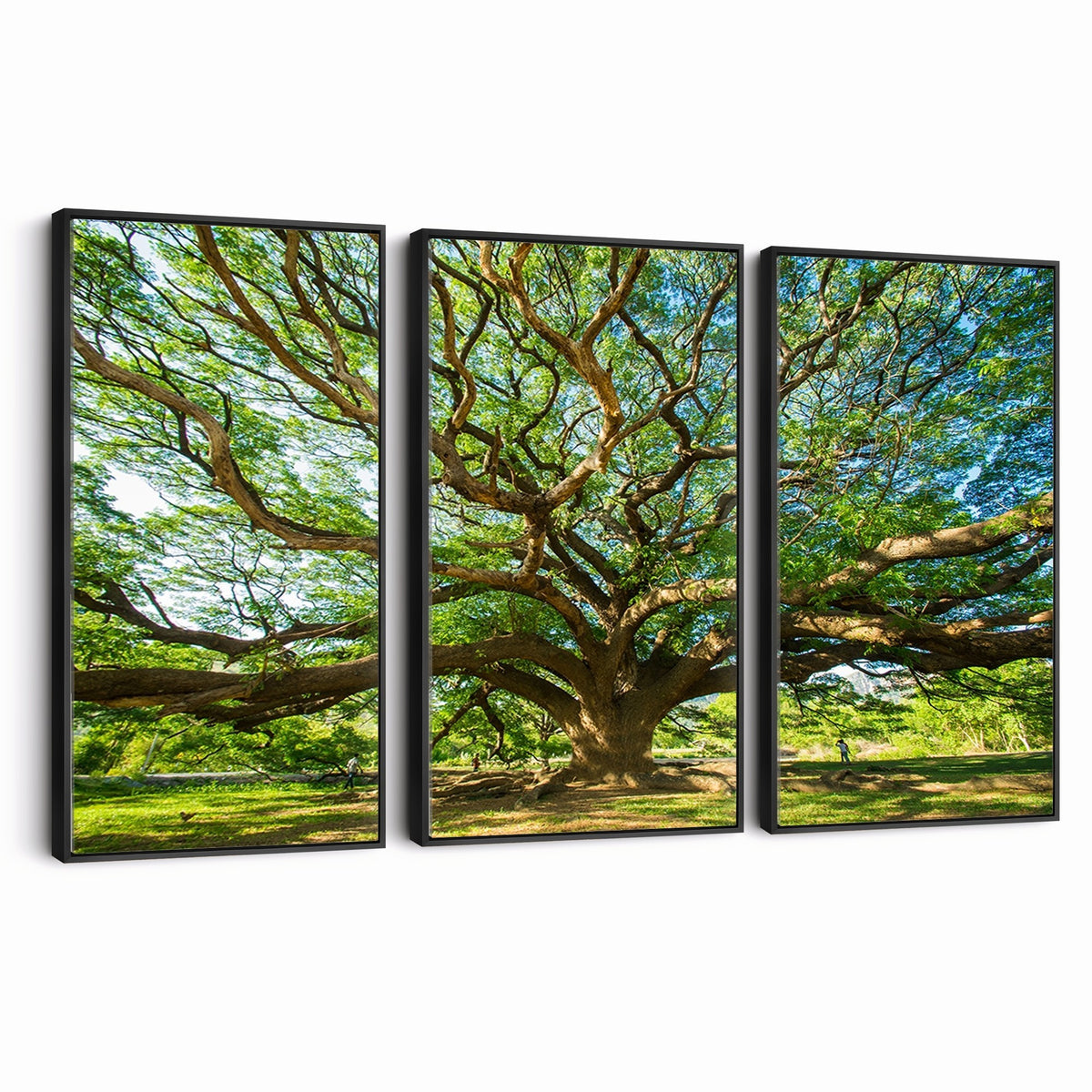 70569-MGV-CV-24X16 - Majestic Oak Tree Wall Art | Serene Nature Canvas Print with Spreading Branches