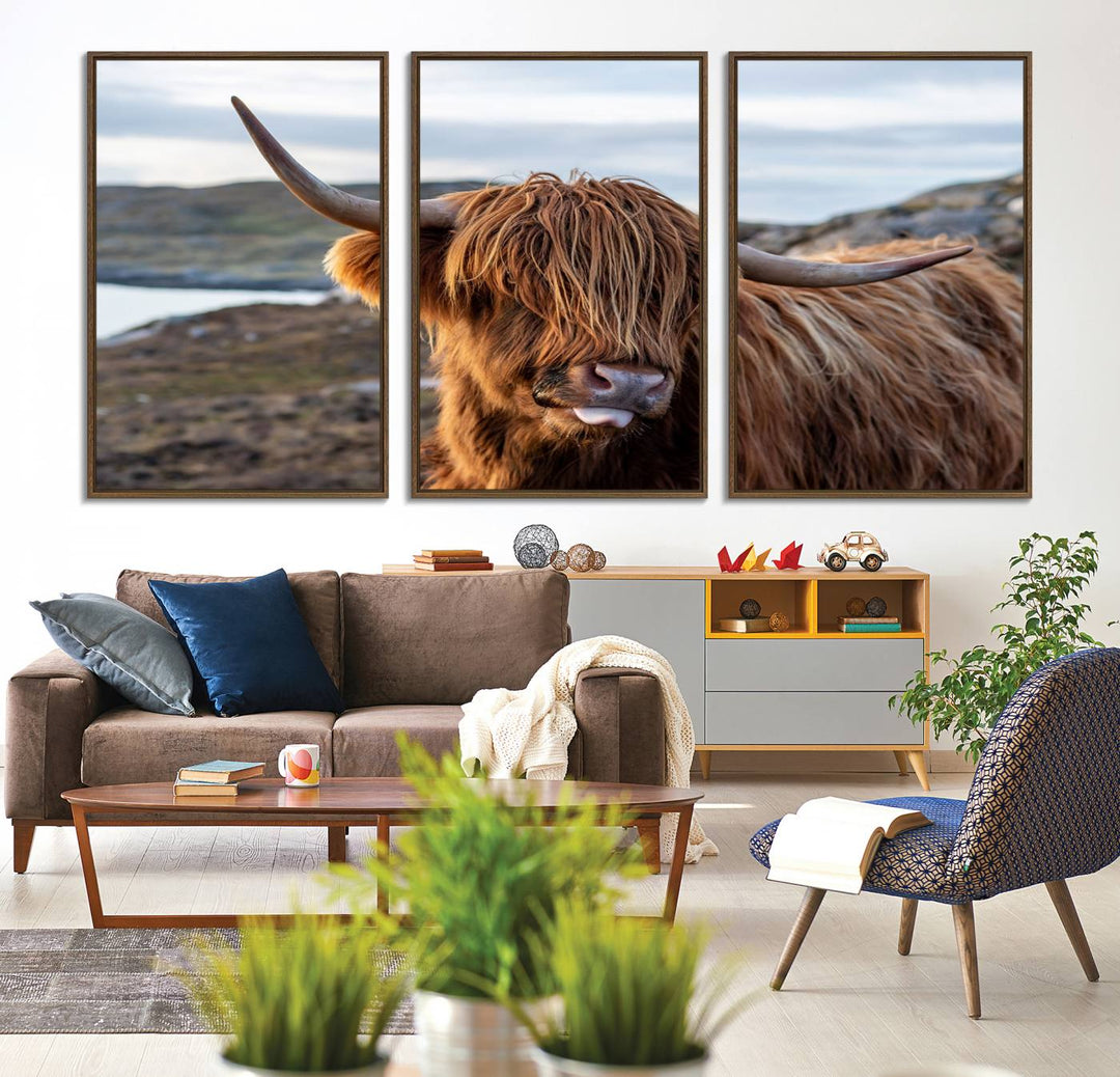 The Cuddly Highland Cow Canvas hangs, adding charm with its shaggy elegance.