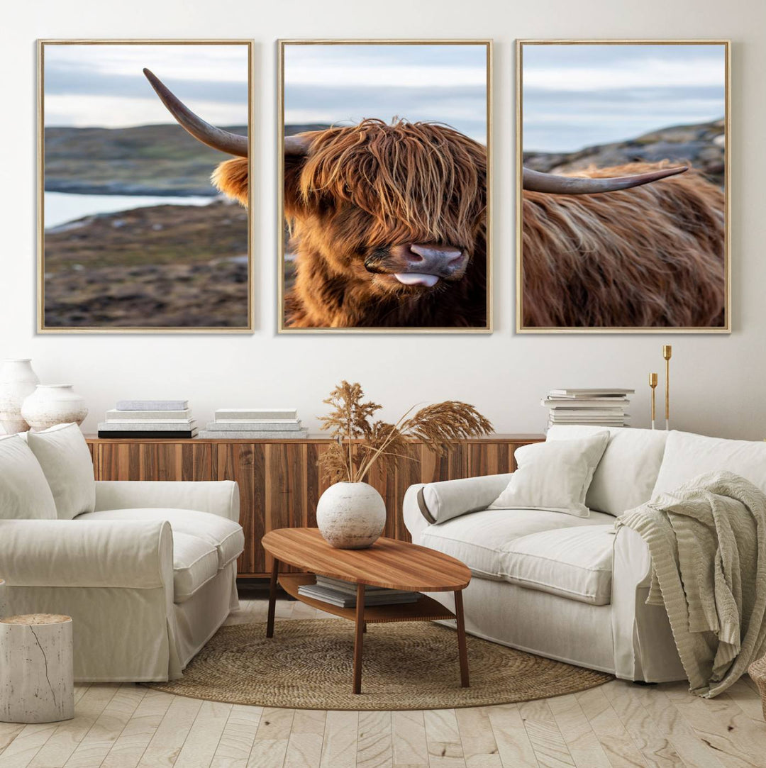 The Cuddly Highland Cow Canvas hangs, adding charm with its shaggy elegance.