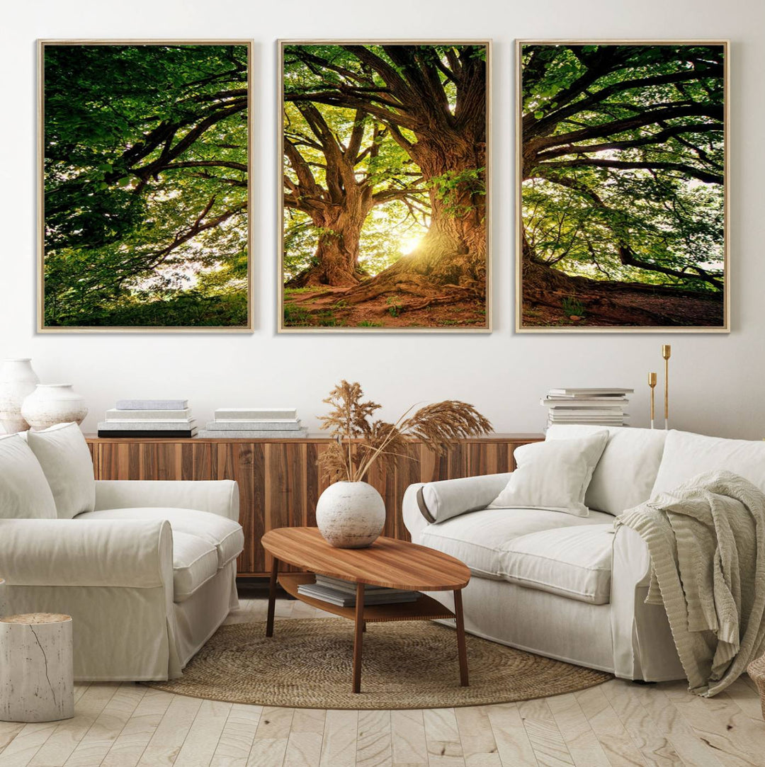 Majestic Ancient Tree Wall Art is illuminated by sunlit forest rays.