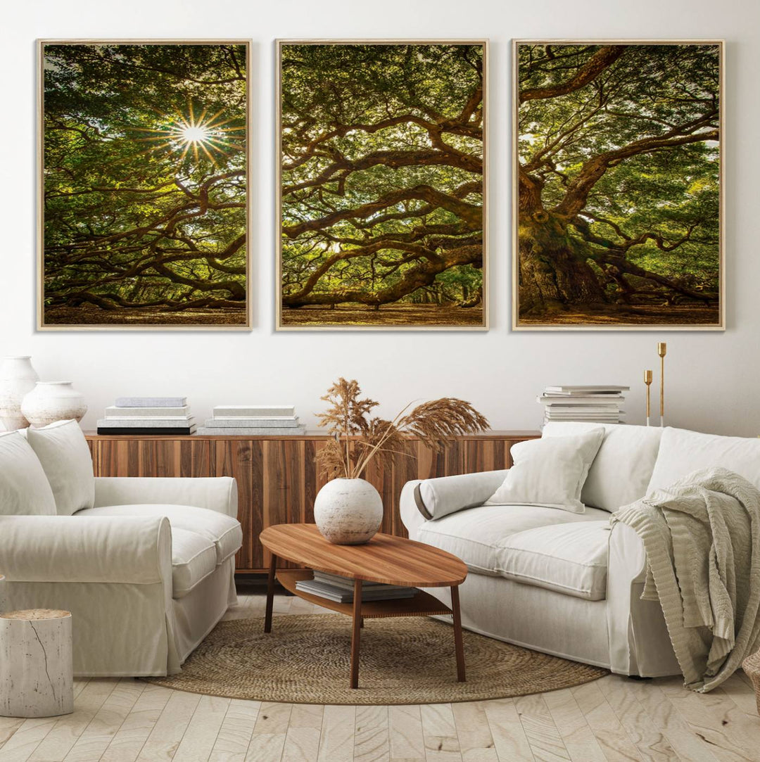 The Ancient Angel Oak Tree Art Sunburst Canvas Print, a framed triptych, serves as wall art.