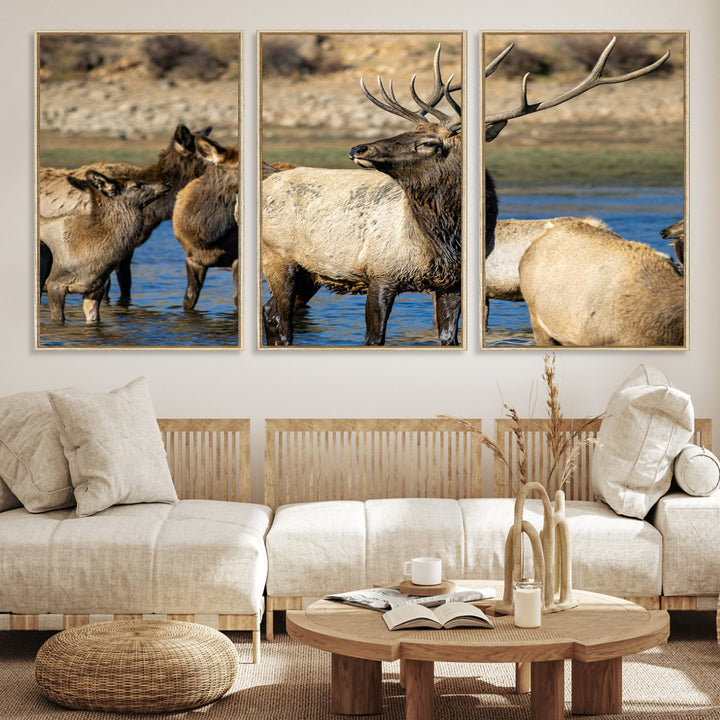 Group of elk standing in shallow water with dry rocky terrain in the background, showcasing wildlife in a natural setting for rustic decor.