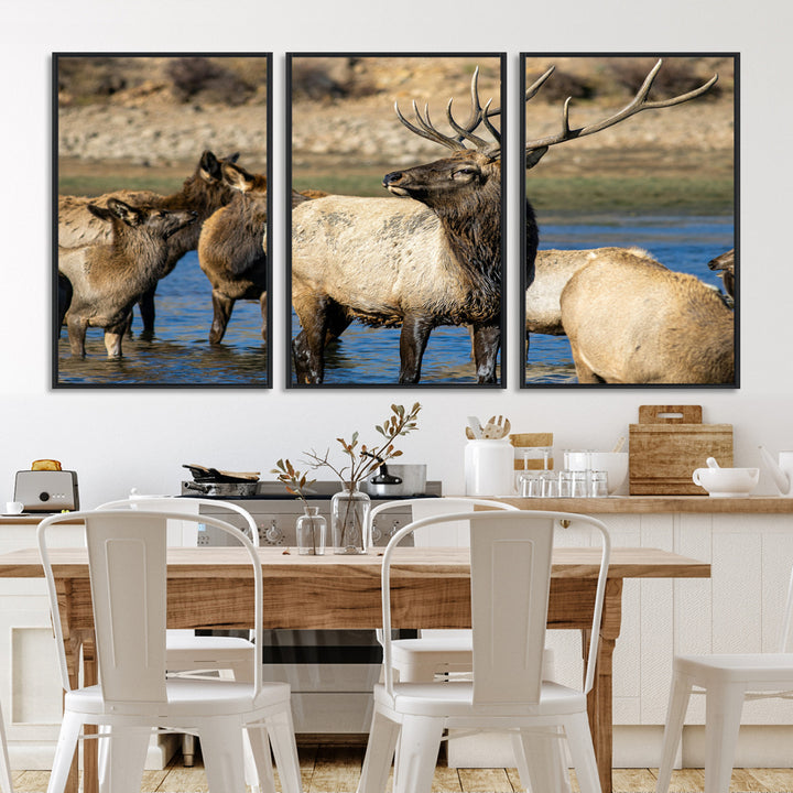 Group of elk standing in shallow water with dry rocky terrain in the background, showcasing wildlife in a natural setting for rustic decor.