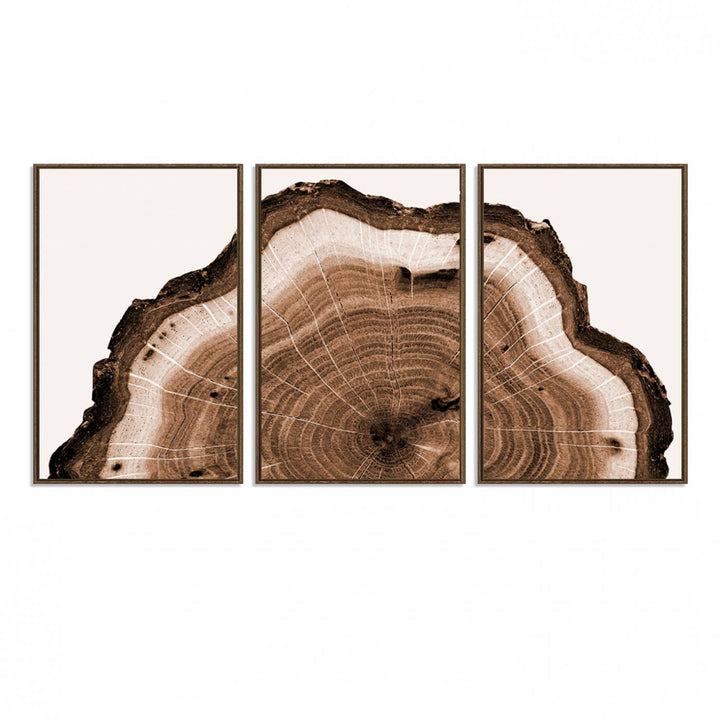 Close-up of the Rustic Wood Rings Wall Art featuring detailed tree rings and natural texture on a plain white background.