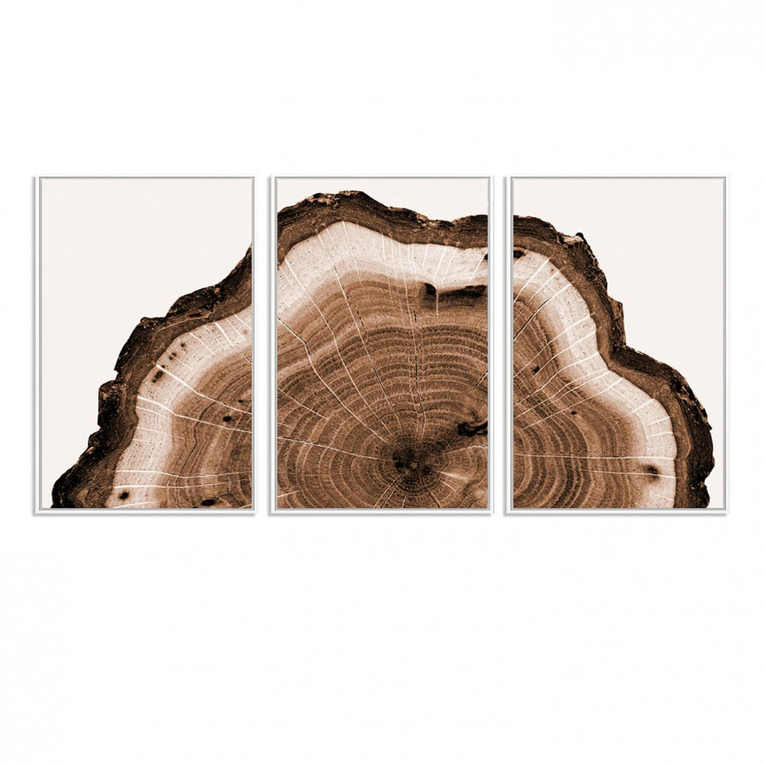 Close-up of the Rustic Wood Rings Wall Art featuring detailed tree rings and natural texture on a plain white background.