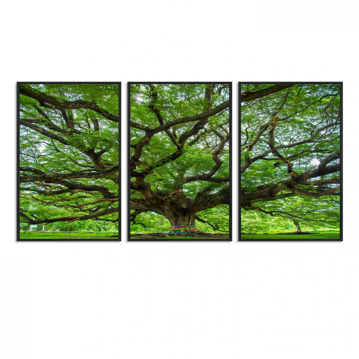 Framed Angel Oak Tree print featuring sprawling branches and ribbons against a clear sky backdrop, ideal for home or office decor.