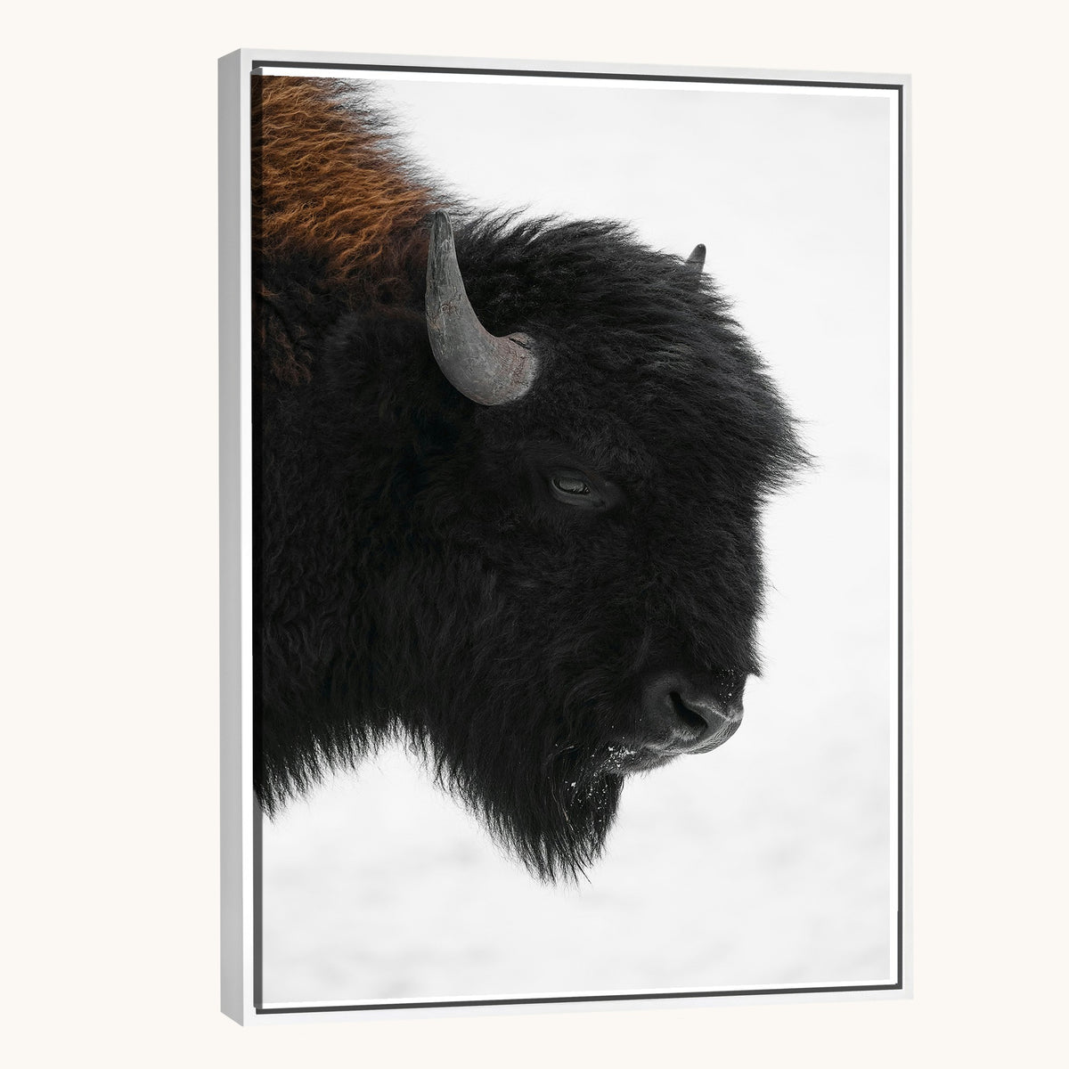 73956942-MGV-CV-16X24 - Western Rustic Wall Art Canvas Print, Framed Black and White Buffalo Photography, Wildlife Country Decor