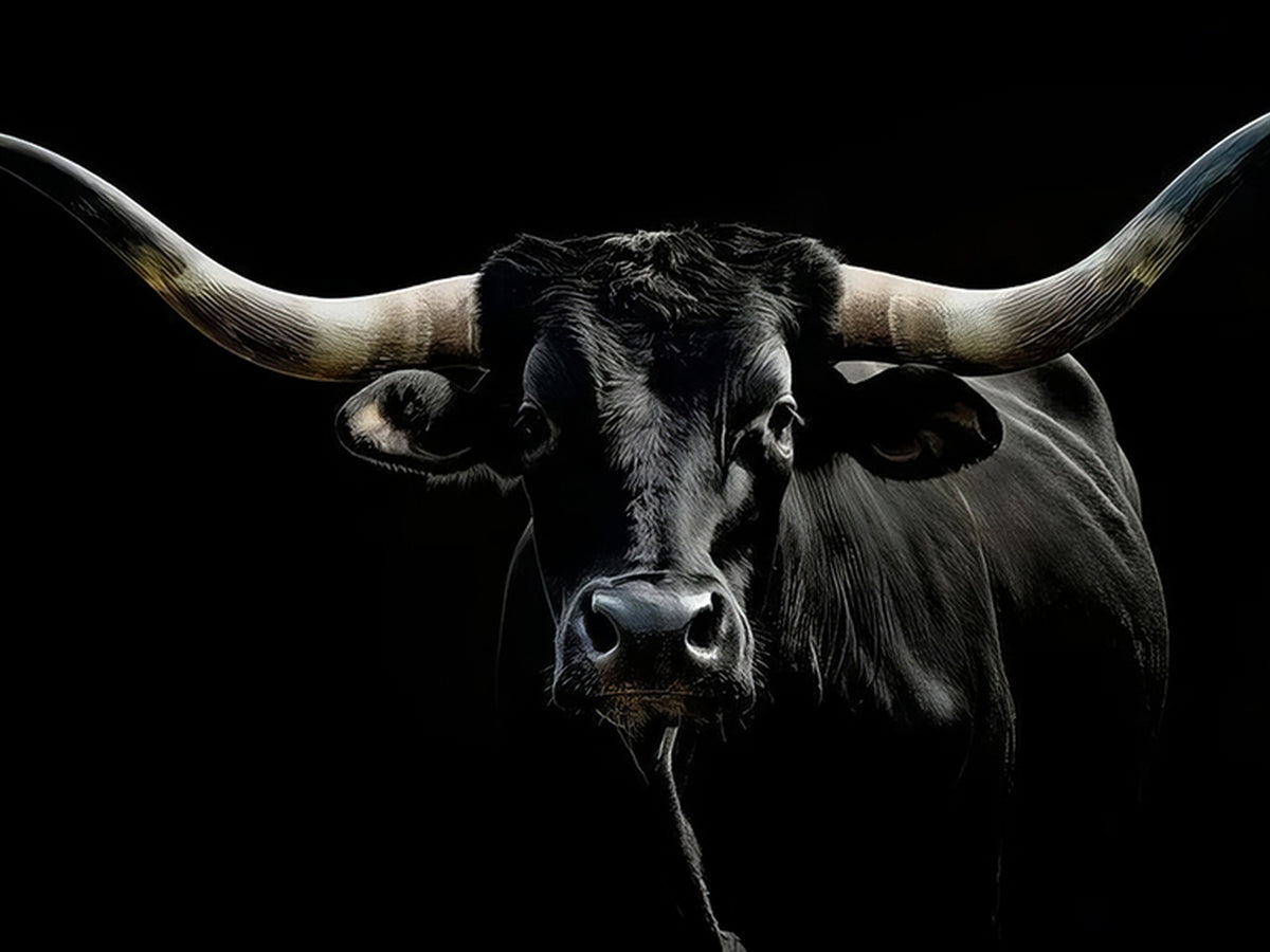 20679-MGV-CV-24X16 - Texas Black Longhorn Bull Wall Art Canvas Print, Western Cattle Rustic Decor