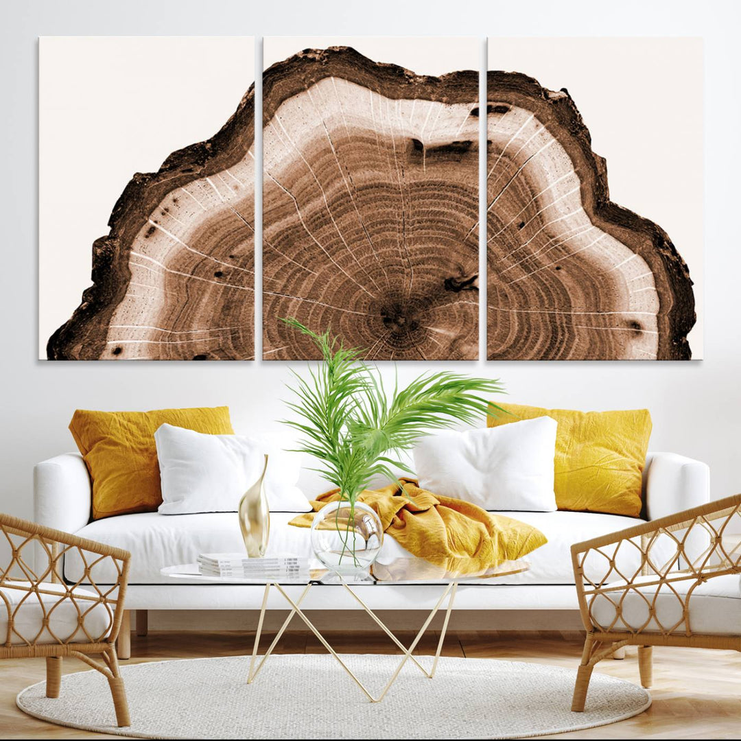 Close-up of the Rustic Wood Rings Wall Art featuring detailed tree rings and natural texture on a plain white background.