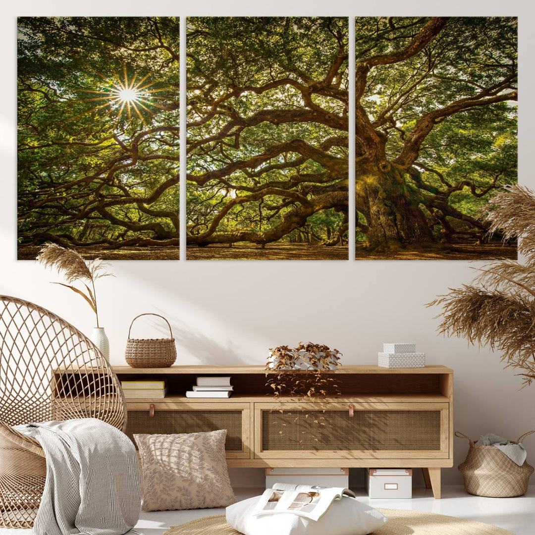 The Ancient Angel Oak Tree Art Sunburst Canvas Print, a framed triptych, serves as wall art.